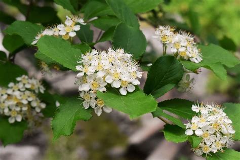 庭院樹種|「庭木・花木」植物一覧（条件から探す）｜図鑑検索｜みんなの 